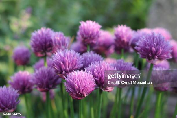 purple chive blossoms - flor de cebolleta fotografías e imágenes de stock