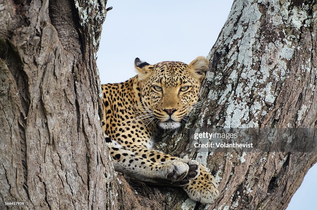 Wild leopard on a tree in Serengeti National Park