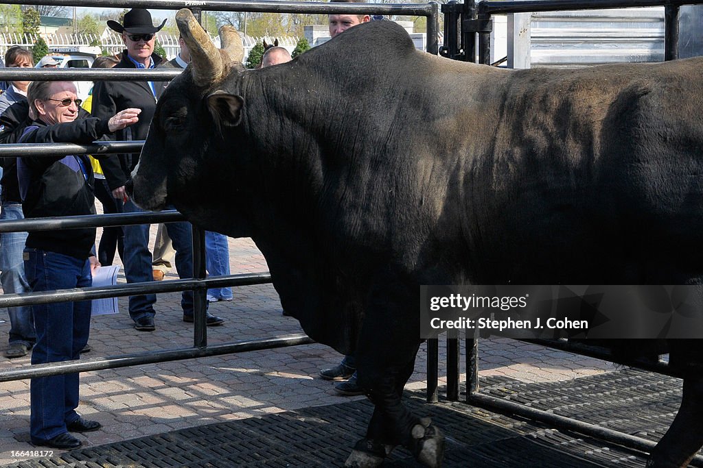 Chicken On A Chain The Bull