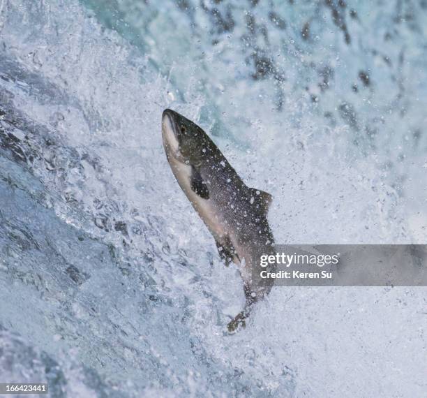 salmon jumping over brooks falls - salmon jumping stockfoto's en -beelden