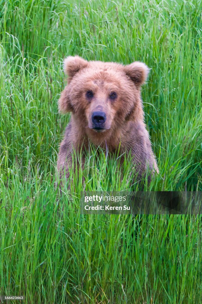 Brown Bear in the grass