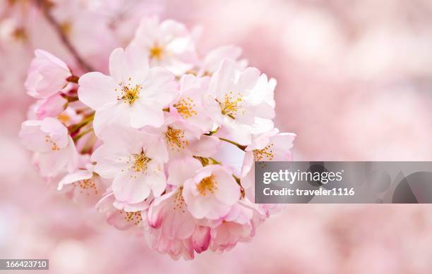 cerezos en flor - cherry blossom fotografías e imágenes de stock