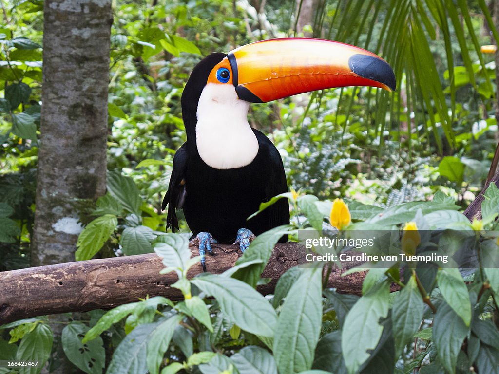Toucan sitting on branch in tropical forest