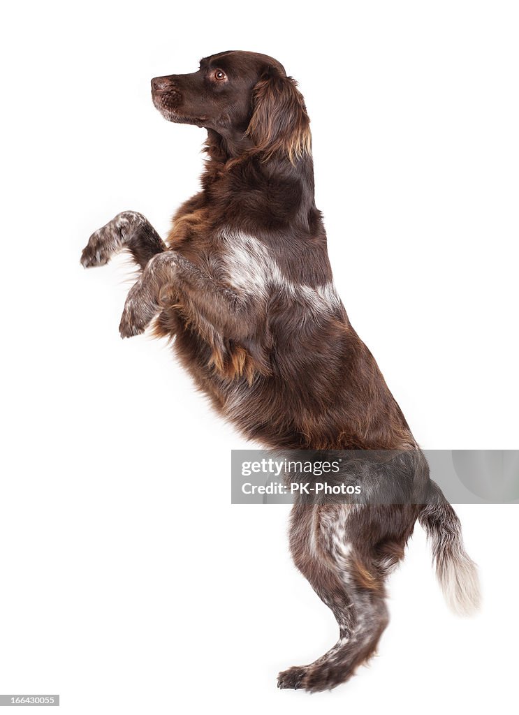 A brown and white dog on his hind legs