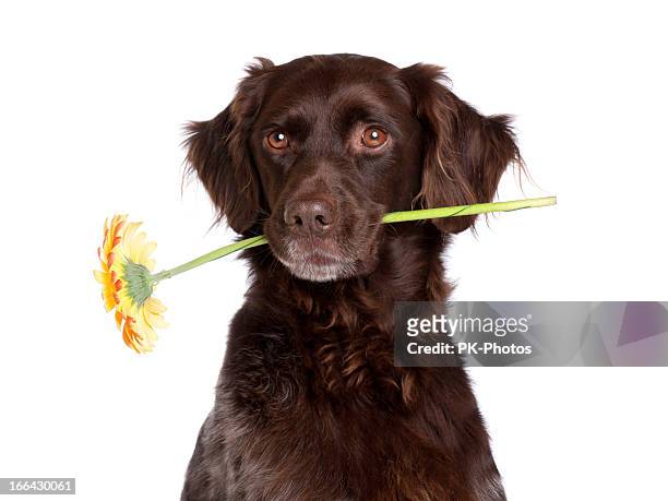 hund mit blumen - happy dog on white stock-fotos und bilder