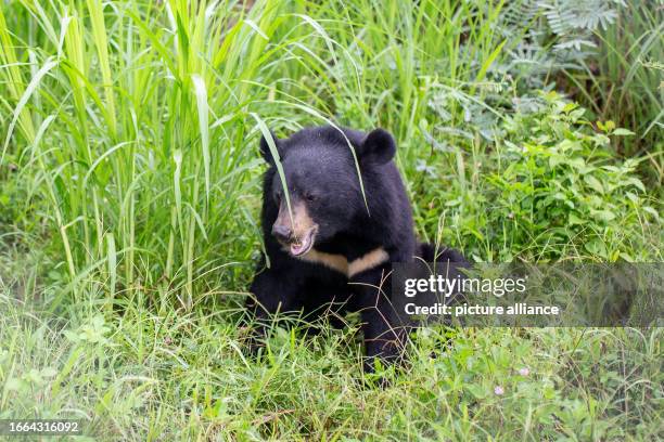 August 2023, Vietnam, Ninh Binh: An Asiatic black bear sits resting in an enclosure in the bear forest near the city of Ninh Binh in northern...