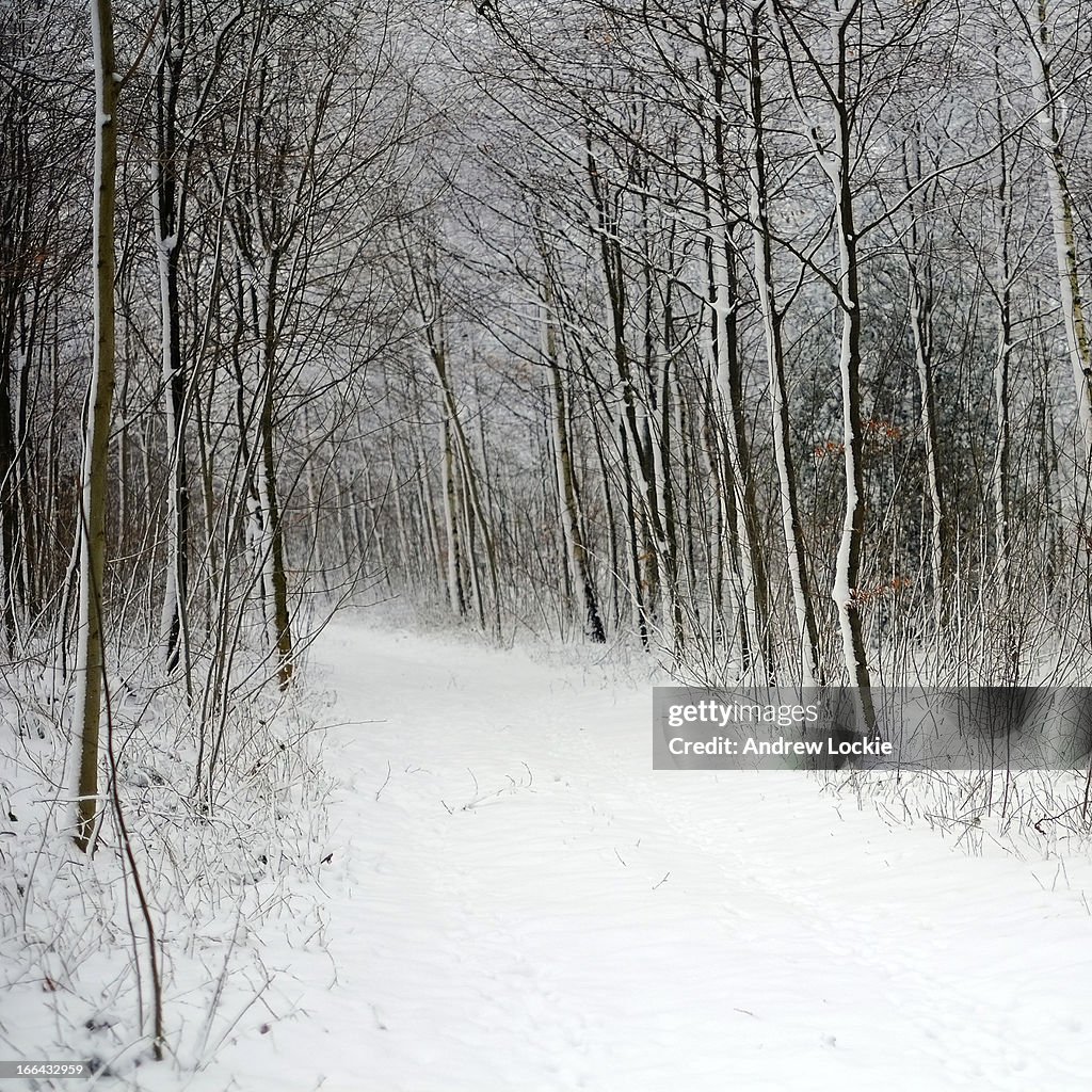 Forest Path