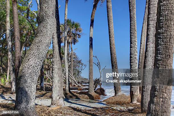 hunting island palms - palmetto stock pictures, royalty-free photos & images