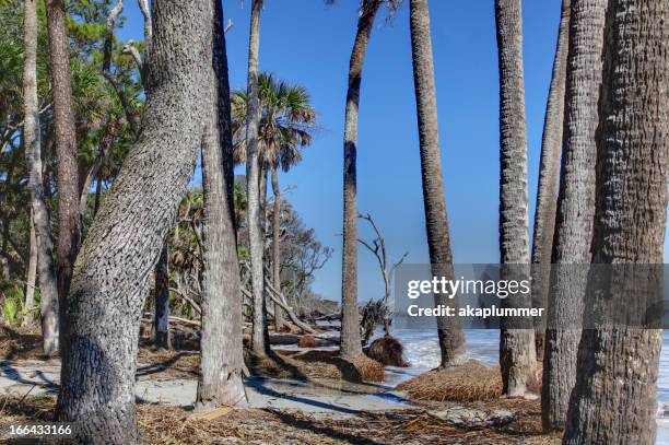 ilha de caça palmas - palmeto imagens e fotografias de stock