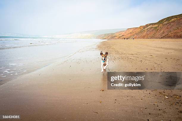 sênior cachorro correndo na praia - isle of wight - fotografias e filmes do acervo