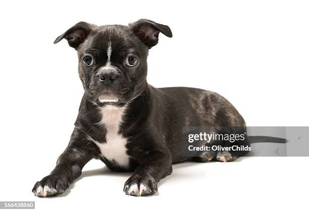 boston terrier puppy. - boston terrier stock pictures, royalty-free photos & images