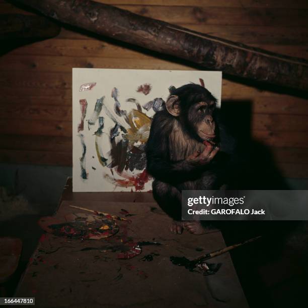 Peter The Painter-Monkey Of Gothenberg Zoo In Sweden. Suède- Göteborg- 'Brassau', chimpanzé de trois ans est peintre dans l'atelier du zoo. Portrait...