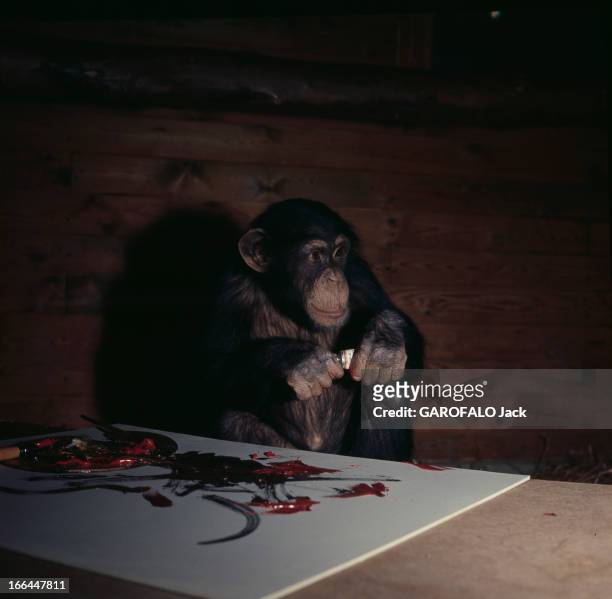 Peter The Painter-Monkey Of Gothenberg Zoo In Sweden. Suède- Göteborg- 'Brassau', chimpanzé de trois ans est peintre dans l'atelier du zoo. Portrait...