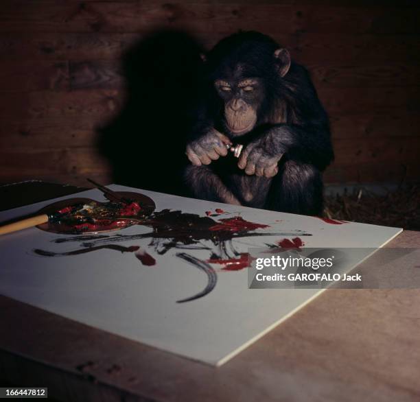 Peter The Painter-Monkey Of Gothenberg Zoo In Sweden. Suède- Göteborg- 'Brassau', chimpanzé de trois ans est peintre dans l'atelier du zoo. Portrait...