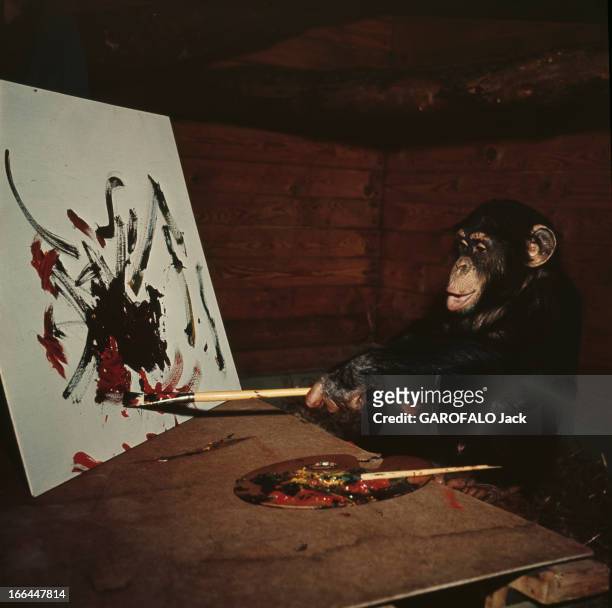 Peter The Painter-Monkey Of Gothenberg Zoo In Sweden. Suède- Göteberg- Brassau, chimpanzé de trois ans est peintre dans l'atelier du zoo. Portrait de...