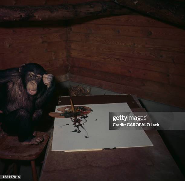 Peter The Painter-Monkey Of Gothenberg Zoo In Sweden. Suède- Göteberg- Brassau, chimpanzé de trois ans est peintre dans l'atelier du zoo. Le maître...