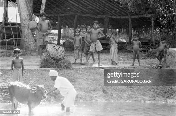 Famine In India In 1966. Inde, 7 février 1966, La dernière famine climatique a eu lieu dans ce pays, les suivantes ayant des causes politiques. Des...