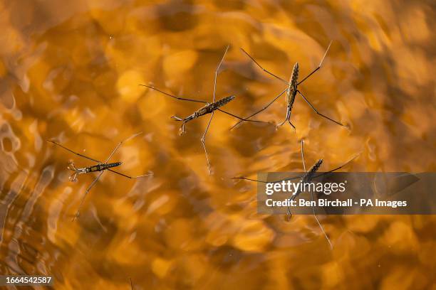 Skator Insect 28 Aller Somerset Photos & High Res Pictures - Getty Images