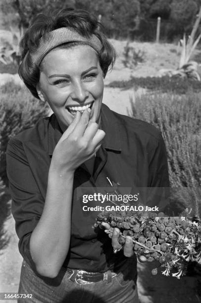 Rendezvous With Sophia Loren And Carlo Ponti. France, Saint-Tropez, 10 septembre 1958, l'actrice italienne Sophia LOREN et son époux Carlo Ponti,...