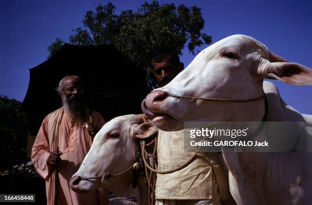Jesuits In India. En Inde, en mai 1973, portant une longue barbe, les cheveux noués en chignon et des lunettes de vue, le jésuite indien Swami...