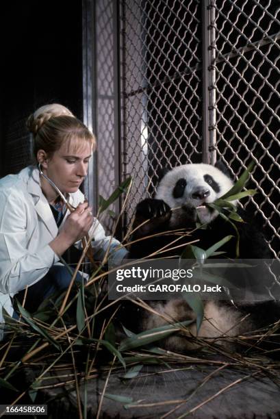 The Pandas Of Vincennes Zoo. France, Vincennes, décembre 1973, Dans sa cage du zoo de Vincennes, le panda mâle YEN-YEN mangeant des feuilles de...