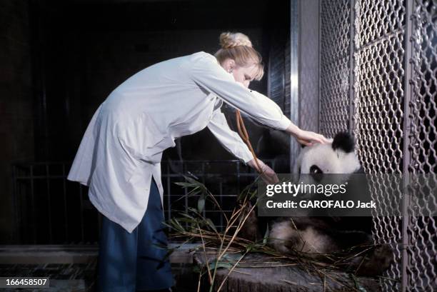 The Pandas Of Vincennes Zoo. France, Vincennes, décembre 1973, Dans sa cage du zoo de Vincennes, le panda mâle YEN-YEN mangeant des feuilles de...
