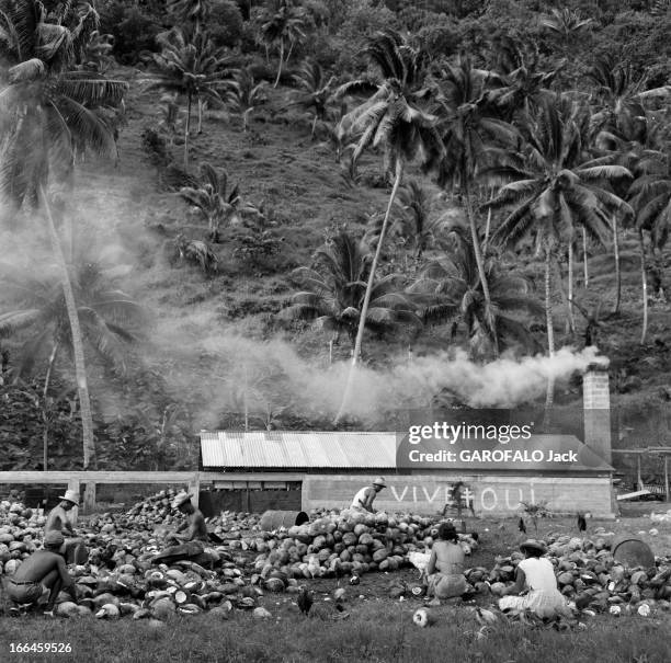 French Polynesia. Le 12 janvier 1959, à Tahiti en Polynésie française, l'ile au quotidien : la culture des noix de coco pour extraire le coprah, avec...