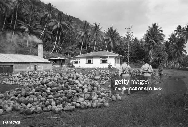 French Polynesia. Le 12 janvier 1959, à Tahiti en Polynésie française, l'ile au quotidien : la culture des noix de coco pour extraire le coprah, avec...