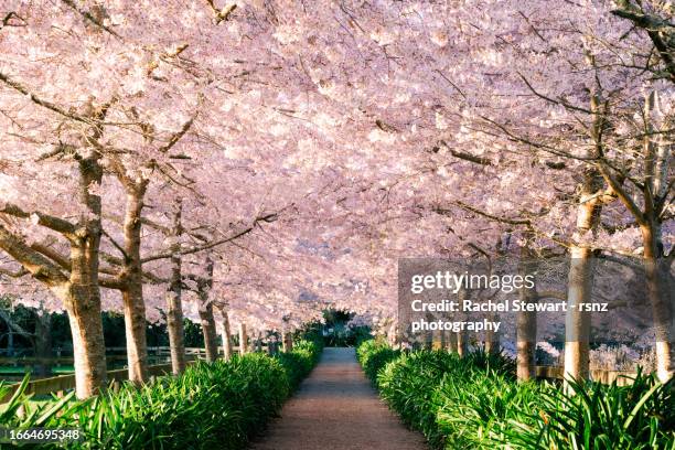 cherry blossom trees waikato new zealand - hamilton nieuw zeeland stockfoto's en -beelden