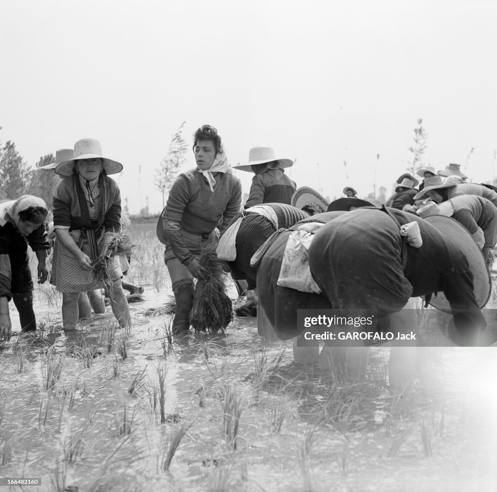 Italian Rice Workers 1955 ' Les Mondines' Workers In Rice Field In Italy. 1955 'les ...