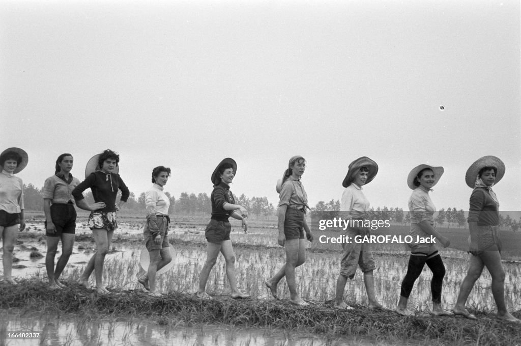 Italian Rice Workers 1955 ' Les Mondines' Workers In Rice Field In Italy. 1955 'les... News ...
