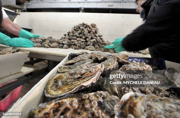 Employees sort oysters at a mussels and oysters farm on December 9, 2008 in Grandcamp-Maisy, western France. Oysters are part of French traditional...