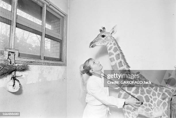 Meeting With Maryvonne Leclerc-Cassan, Veterinary At The Vincennes Zoo. France, Vincennes, 7 avril 1978, Maryvonne LECLERC-CASSAN est vétérinaire au...