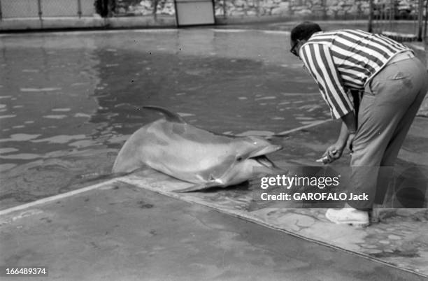 Meeting With Tamed Dolphins. 24 avril 1967, les dauphins sont des mammifères marins et fluviaux appartenant à l'ordre des cétacés. Ici probablement...