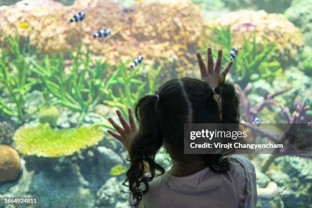 young child interested in the underwater world - ciutat de les arts i les ciències stock pictures, royalty-free photos & images