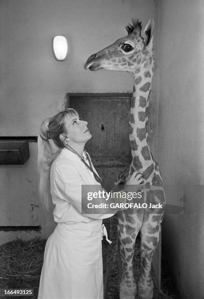 Meeting With Maryvonne Leclerc-Cassan, Veterinary At The Vincennes Zoo. France, Vincennes, 7 avril 1978, Maryvonne LECLERC-CASSAN est vétérinaire au...