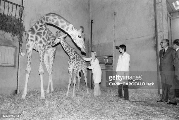 Valery Giscard D'Estaing Visiting His Daughter Jacinthe Guibout At The Vincennes Zoo. Au Zoo de Vincennes, le 31 juillet 1980, le président Valéry...