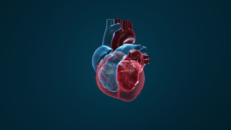Live Heart Human Heart Live Wallpaper Regulating Calcium Could Help Regenerate