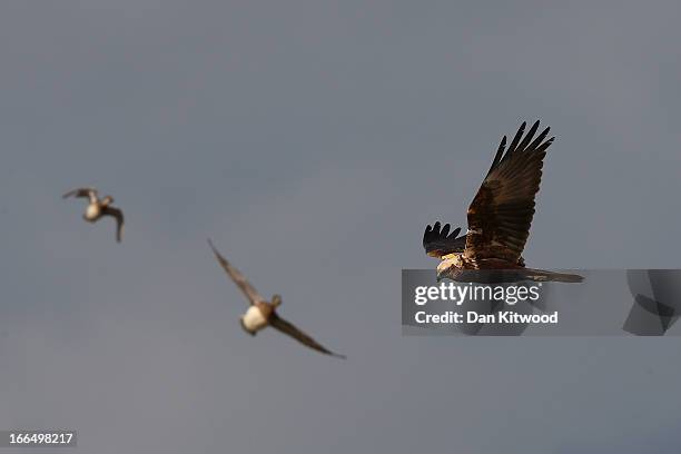 Marsh Harrier is mobbed by other birds as it flies over Elmley Marshes on April 12, 2013 in Sheerness, England. The RSPB's Elmley Marshes lies on the...