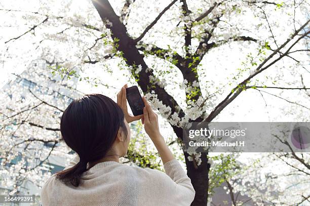 girl photographing cherry tree  with a smartphone - michael virtue stock pictures, royalty-free photos & images