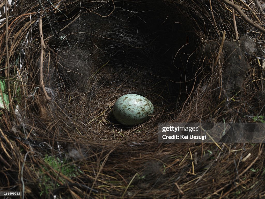 A egg in the nest of the crow.