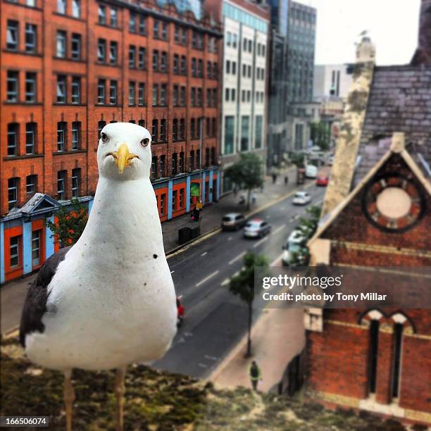 seagull in the city - belfast foto e immagini stock