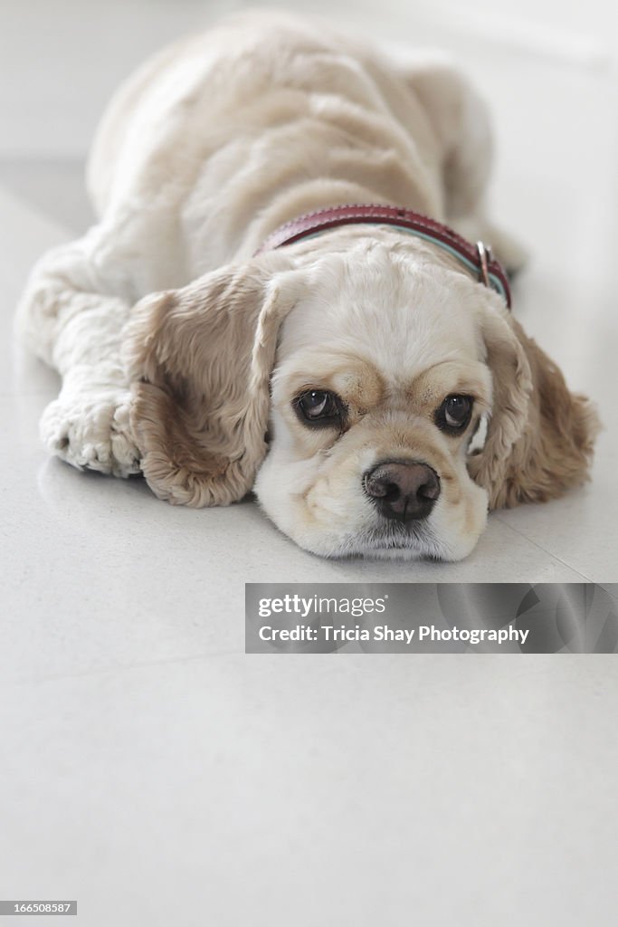 Cocker spaniel dog with eyes open