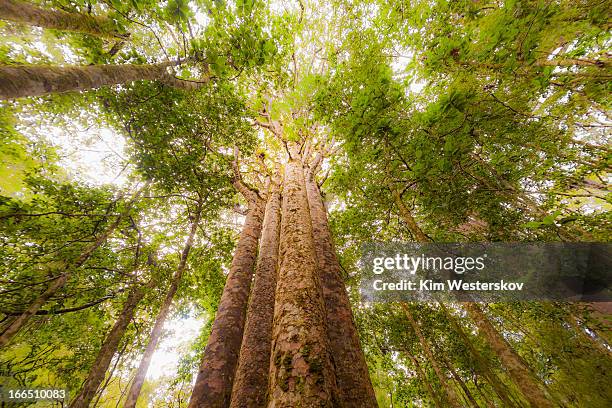 four kauri trees, waipoua forest - kauri tree stock-fotos und bilder