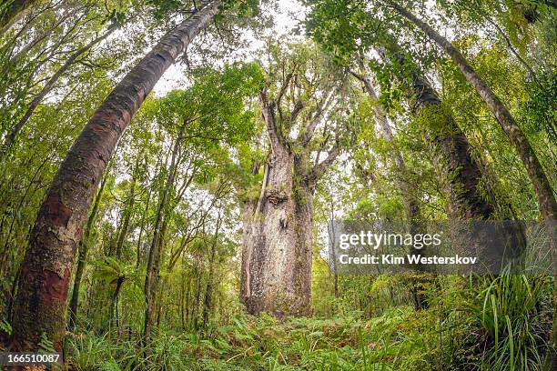 te matua ngahere, giant kauri tree - kauri tree stock-fotos und bilder