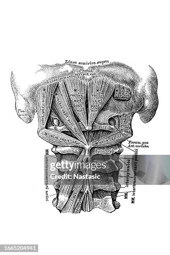 Short Muscle The Short Back Muscles High-Res Vector Graphic - Getty Images