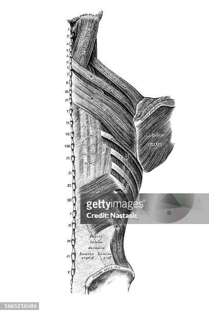 the broad back muscles - spinal cord cross section stock illustrations