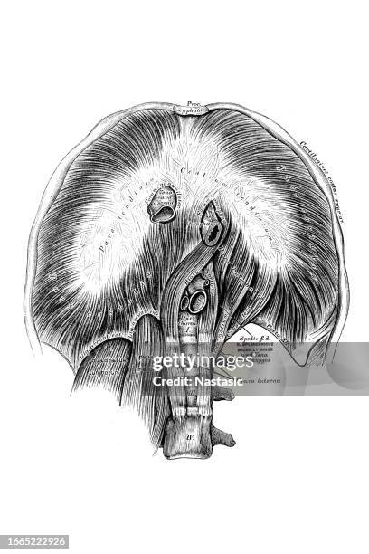 ilustrações de stock, clip art, desenhos animados e ícones de the diaphragm - diafragma sistema respiratório humano