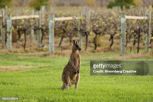 a kangaroo by a vineyard - hunter valley stock pictures, royalty-free photos & images