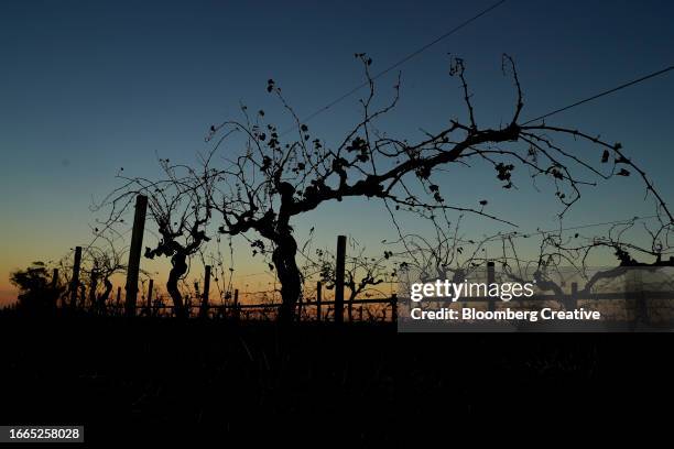rows of vines against a blue sky - vineyard new south wales stock pictures, royalty-free photos & images